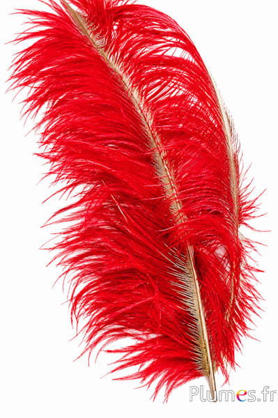 Strauß mit goldfarbenem Federkiel - 50-60 cm - rot
